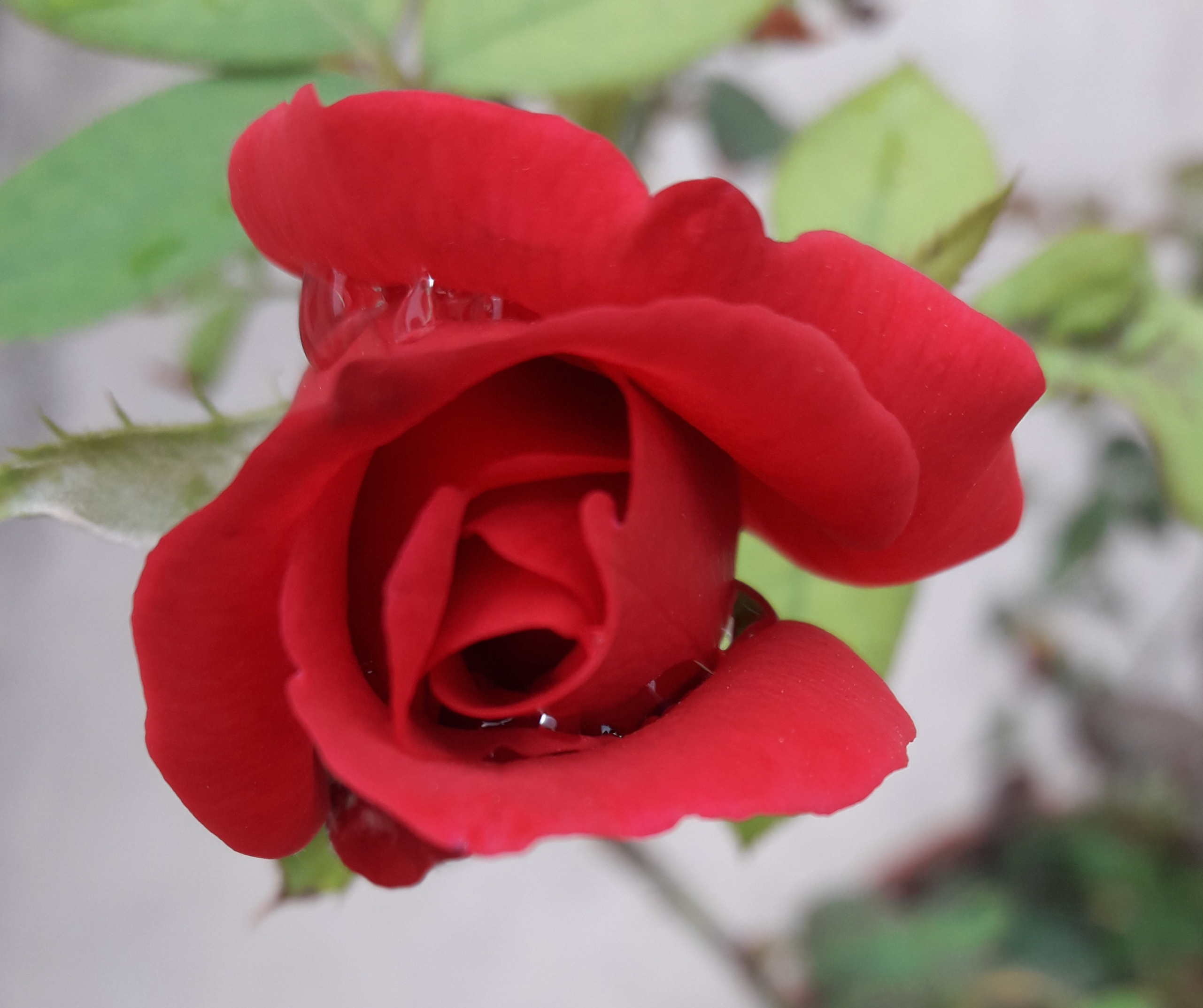 Rose Closeup