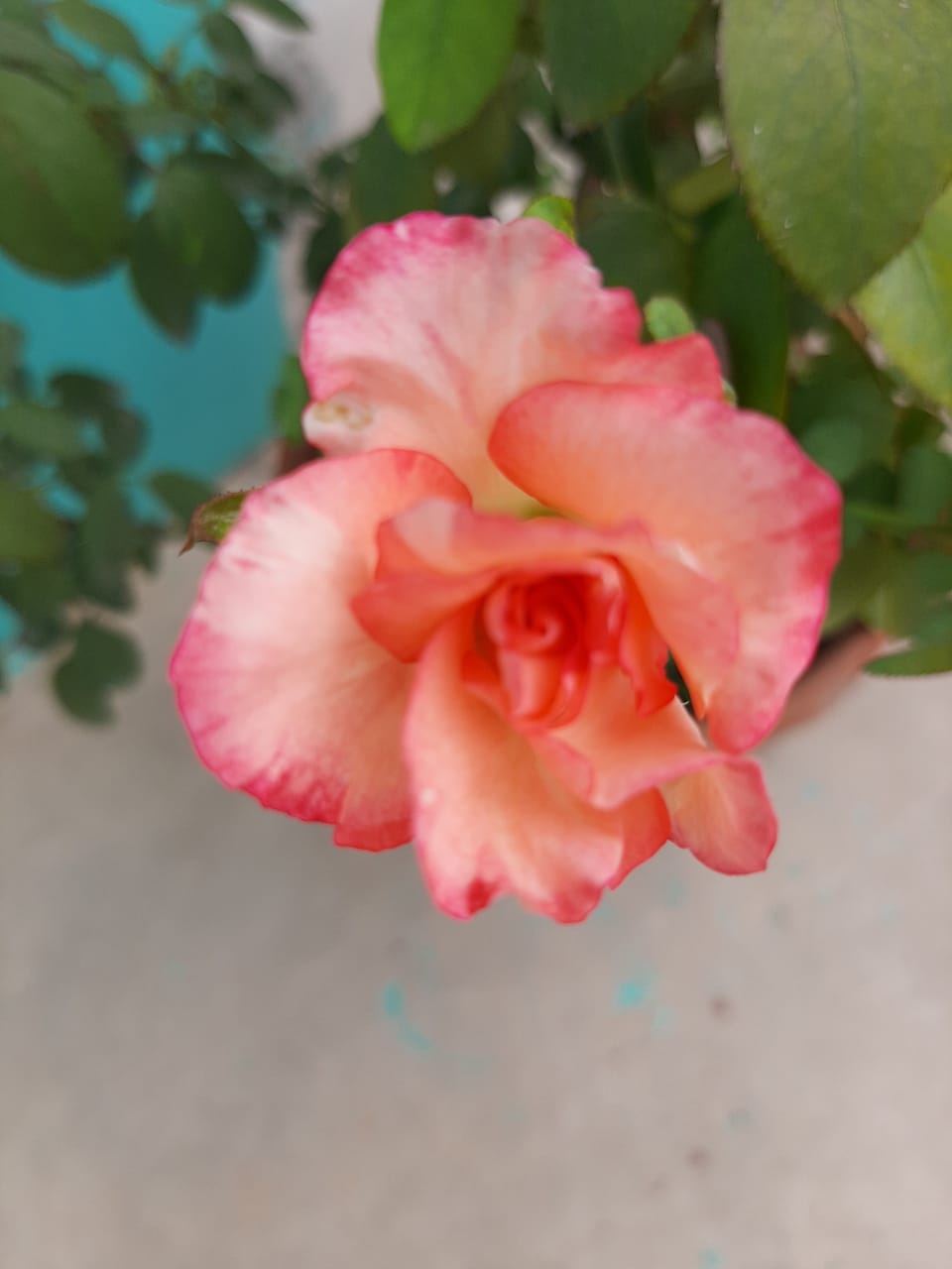 Pink Rose